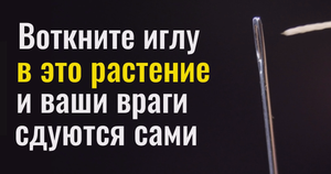 Все ваши враги сдуются сами - воткните иглу в это растение