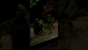 Подорожник в аквариум