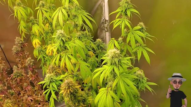 Week 4 Flower , Purple DAWN × Nuclear Blackberry Strain and DOLATO Strain ( TV420 📺 ) смотреть онлайн