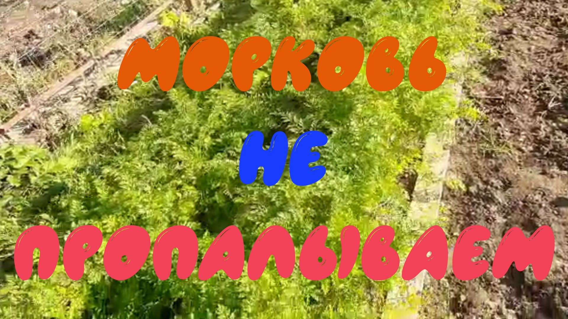 Урожай моркови без прополки.mp4 смотреть онлайн