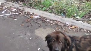 ГОЛОДНЫЕ бездомные КОШКИ в пустых дворах без еды и воды