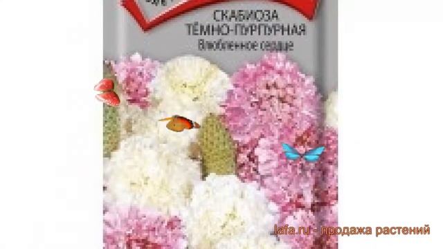 Скабиоза пурпурная Темно-пурпурная Влюбленное сердце ? обзор: как сажать, семена скабиозы смотреть онлайн
