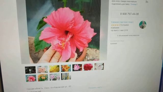 Мошенничество на Авито смотреть онлайн