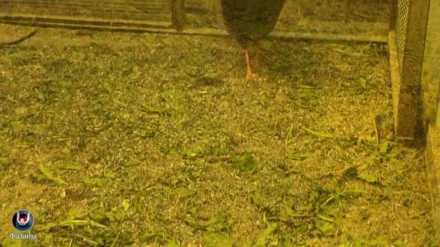 Ушастые фазаны. Eared pheasants. смотреть онлайн