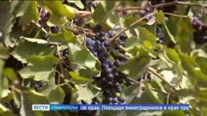 На Ставрополье приступили к сбору винограда
