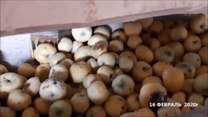 Узбекский Виноград и его хранение Узбекистан 16.02.2020