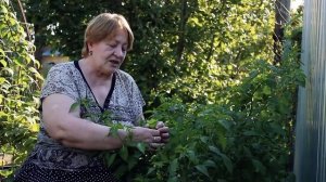 ОСТРЫЕ ПЕРЦЫ СОРТА КОЛОКОЛЬЧИК И МЕДУЗА. ЭКЗОТИКА ПОД ОКНОМ! Посадка, выращивание и уход!