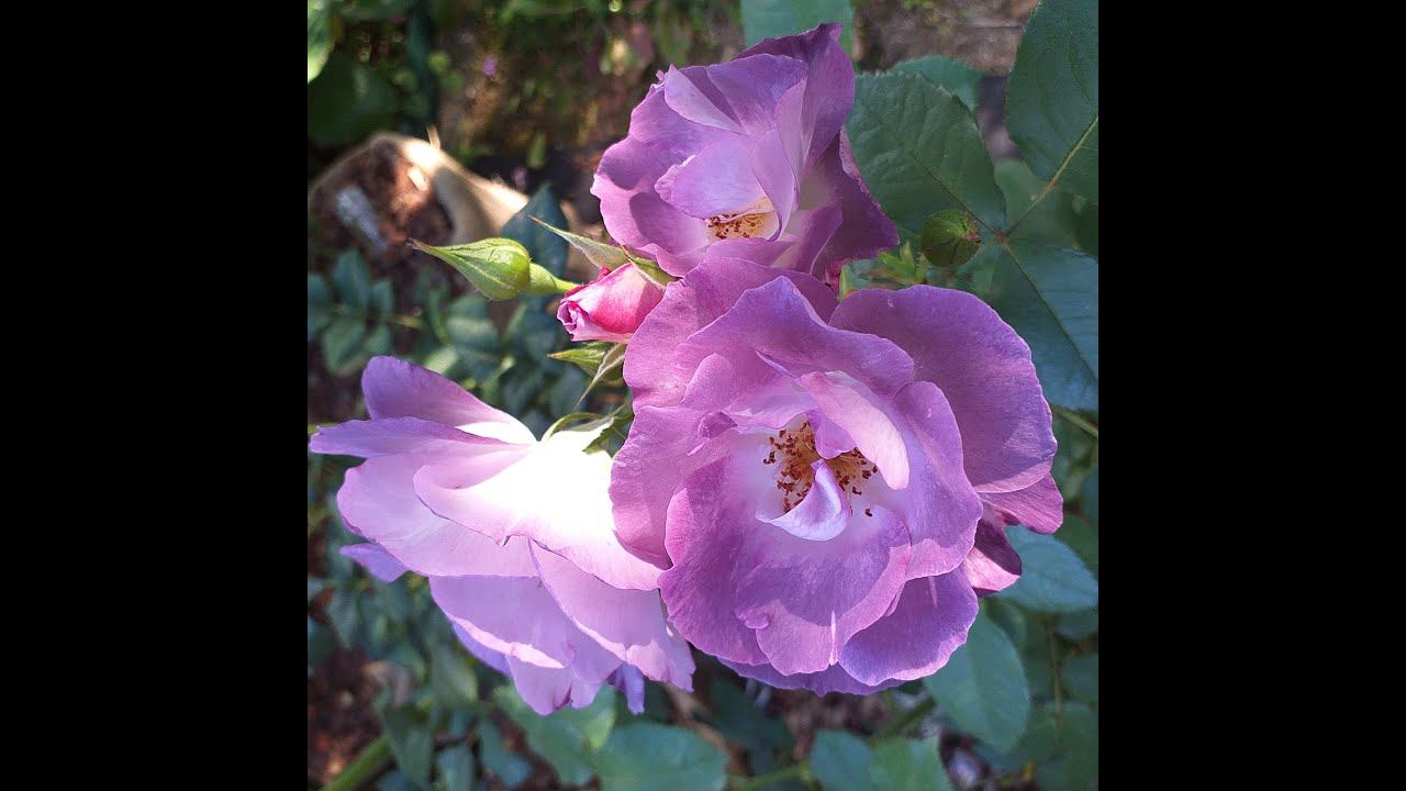 РОЗЫ Блю фо Ю+3 #розы #shorts смотреть онлайн