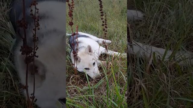 Хаски гуляет без поводка смотреть онлайн