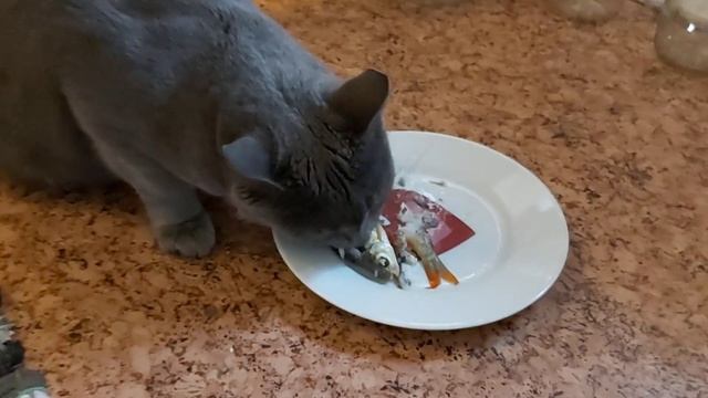 Кот ест рыбу целиком смотреть онлайн