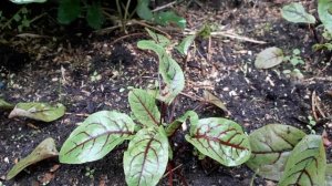 Что посадила и что выросло/И у вас такое было?