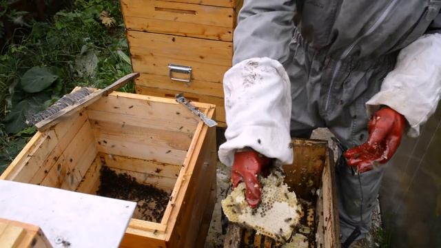 Сколько можно получить меда из одной ловушки? смотреть онлайн