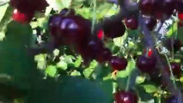 ТопСад. Вишня. Крупная, без изъянов вишня. смотреть онлайн
