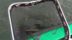 #downscan #силиконовыеприманки Крупная Шука, Приманки DownScan