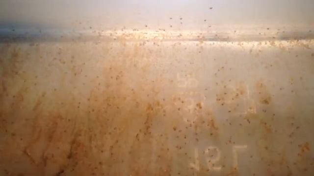 В аквариуме с Аксолотлем смотреть онлайн