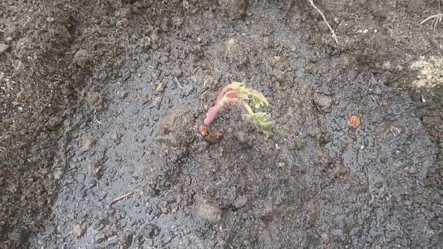 ПОСАДКА ПИОНА ВЕСНОЙ//"СКАРЛЕТ ХЕВЕН" смотреть онлайн