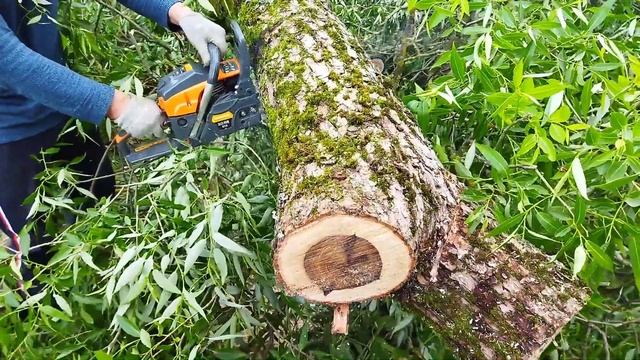 Спил деревьев на участке . смотреть онлайн