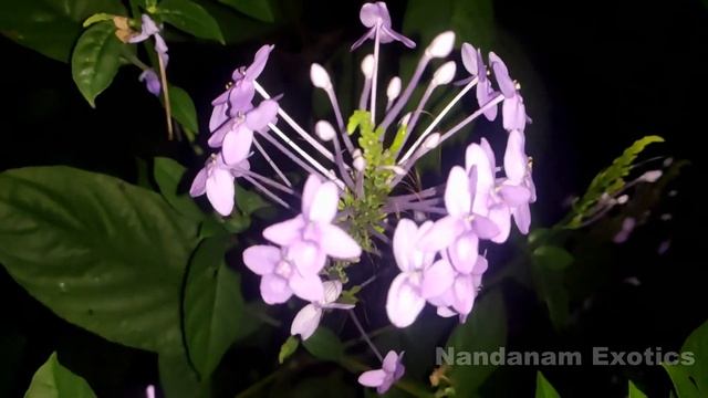Violet Ixora Care Guide | Pseuderanthemum | Excellent Flowering Plant For Shade | Nandanam Exotics