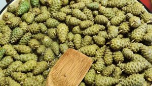 Варенье из сосновой шишки. Или очень полезный ЖИВИЧНЫЙ МЁД.