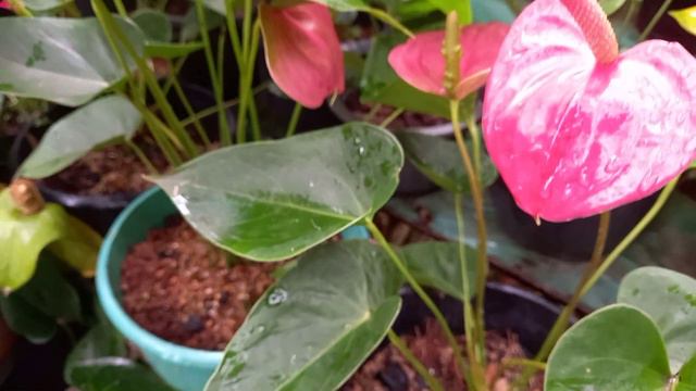 After raining my anthurium garden 🌺🌺 смотреть онлайн