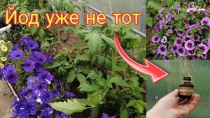 Тепличные дела. Выращиваю томаты, цветы и зелень. Эксперимент с картоматом. Чудо салат.