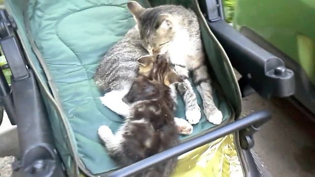 Дворовая кошка возле подъезда с котенком