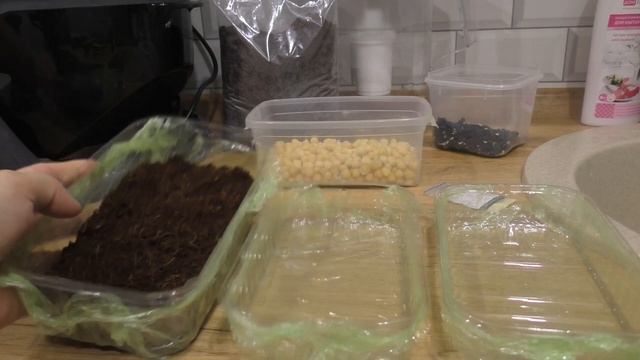 VLOG Микрозелень по шагам/Подсолнух и горошек #ОльгаРоголева смотреть онлайн