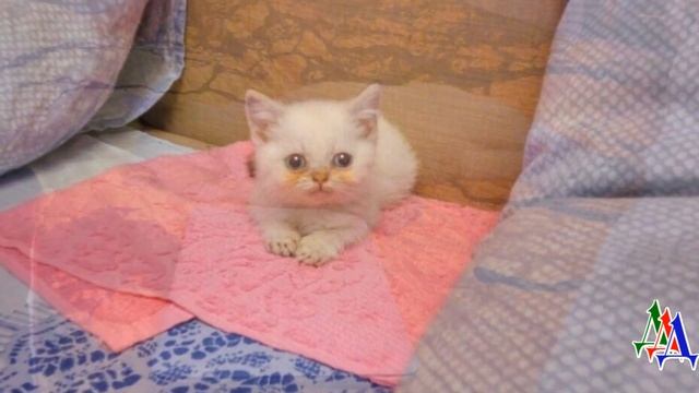 Девушка купила КОТЕНКА по объявлению, но уже дома поняла, что он болен смотреть онлайн