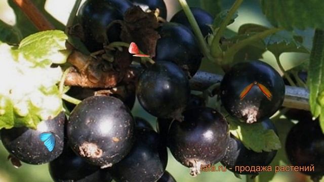 Смородина черная Экзотика (ribes nigrum ekzotika) ? обзор: как сажать, саженцы смородины Экзотика смотреть онлайн