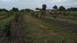 Ореховый сад как бизнес идея: C  чего начать и первые шаги!!!