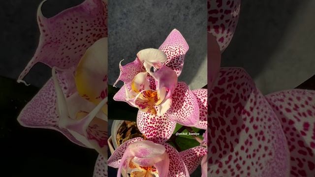Phal. Sogo Diamond ‘HLW’ 3-lips ? Цветение красивейшей азиатской орхидеи трилипс Сого Даймонд ?