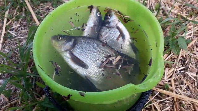 Лещ в июне на Селигере. Городомля Ру