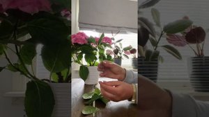 Размножение гортензии черенками. Гортензия крупнолистная. Hydrangea macrophylla - propagation