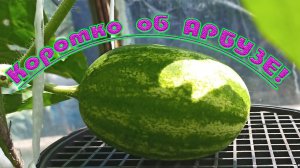 Как я выращиваю арбузы в теплице! Коротко и по существу! Как формировать арбузы в теплице. Арбуз!