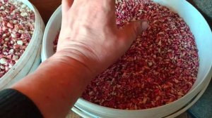 Какая получилась бульбочка чеснока Любаша. Готовим.
