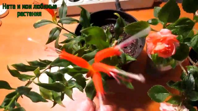 Цветочные новости - радости  //  Впереди трудная зима смотреть онлайн