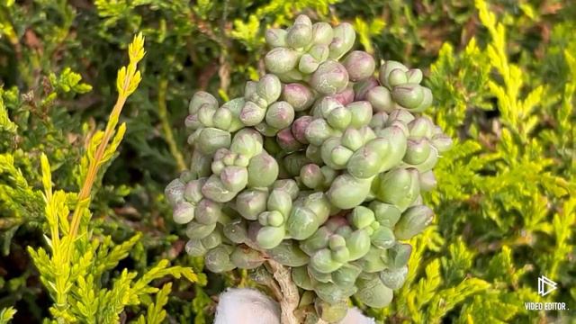 Crassula Elegans смотреть онлайн