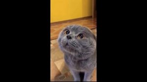 Голова болит у кота