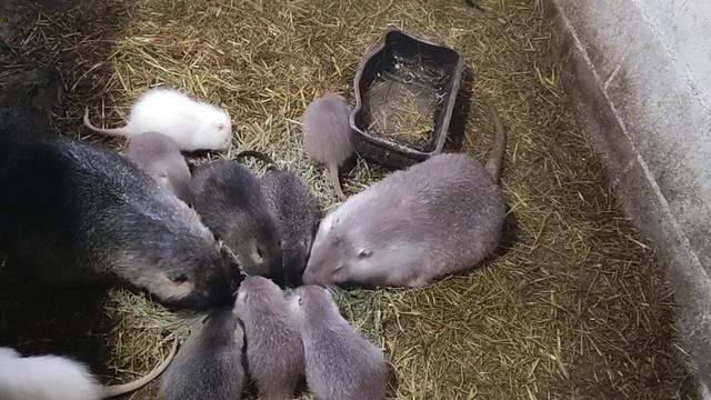 Нутрия., Какие могут быть проблемы при родах? смотреть онлайн