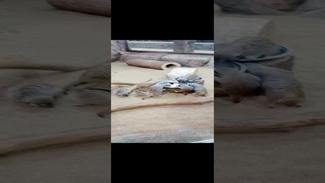 Любопытные сурикаты