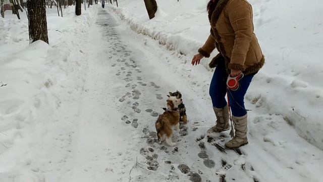 Litter B, 03.11.2017. Прогулка 11.02.2018, 3 месяца