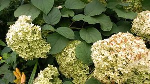 Гортензия Анабель осенью