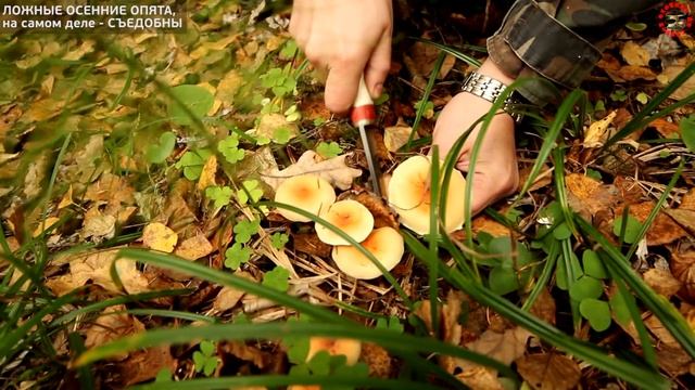 Ложные опята, которые все считают ядовитыми -  отличные съедобные грибы, www.grib.tv