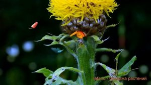 Василек обыкновенный Крупноголовый ? обзор: как сажать, саженцы василька Крупноголовый