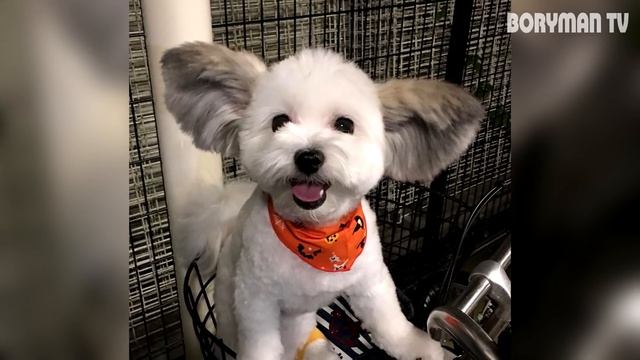 В ЯПОНИИ ПОЯВИЛСЯ РЕАЛЬНЫЙ ЧЕБУРАШКА, КОТОРЫМ ВОСХИЩАЕТСЯ ВЕСЬ МИР! ПОСМОТРИТЕ НА ЭТО ЧУДО ПРИРОДЫ! смотреть онлайн