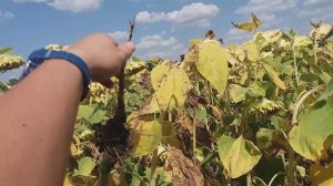 Гибрид подсолнечника под гранстар АЛЬФА  Засухоустойчив, Олийный и Высокоурожайный для Юга Украины