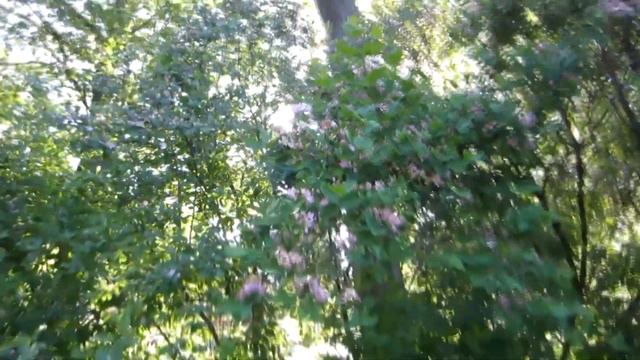 САНКТ-ПЕТЕРБУРГ В ЦВЕТУ. ЧАСТЬ1. ДЕРЕВЬЯ/КУСТАРНИКИ/ SAINT PETERSBURG IN BLOOM. PART 1. TREES/SHRUB смотреть онлайн