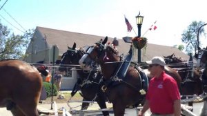 The Clydesdales Visit Put-in-Bay