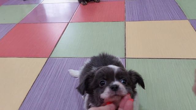 #влог ПЕРЕСЕЛЕНИЯ ясли щенки чихуахуа и мальтипу питомник Кастропуло Крым +79787458062 смотреть онлайн