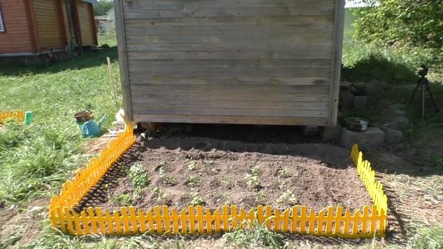 Земляника мелкоплодная "Али-баба" на 2ой день после высадки. 14 мая 2016 год смотреть онлайн